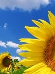 pic for sun flowers